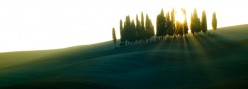 Il boschetto di cipressi fotografato contro sole