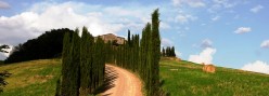 Il viale di cipressi di Altesino