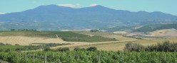 Vigne di Brunello con il Monte Amiata sullo sfondo