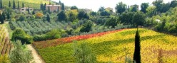 Vigne e olivi