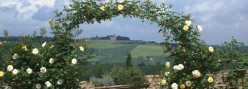 Le crete di Torrenieri addolcite da un arco di rose