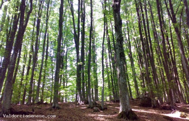 Villages and woods of Amiata Sense